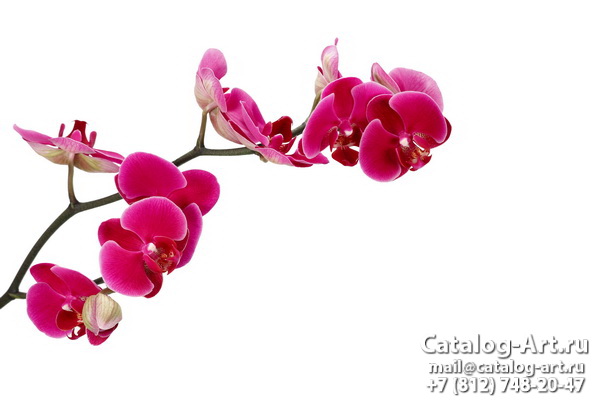 Pink orchids 60